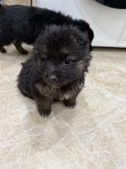 Отдам щенят в добрые руки