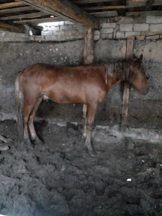 Продам. Полторашки хорошие