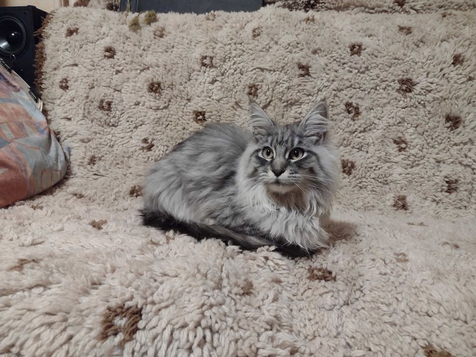 Мейн куун момче и момиче