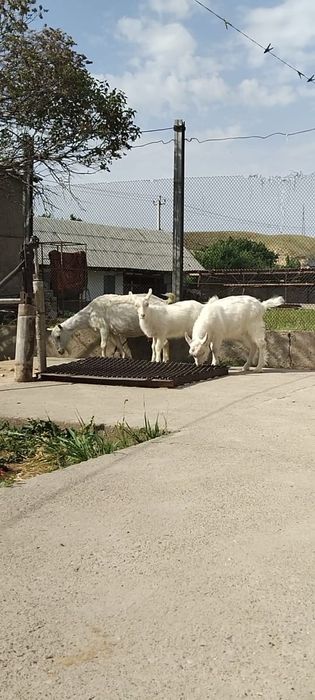 заненский ешкі сатылады