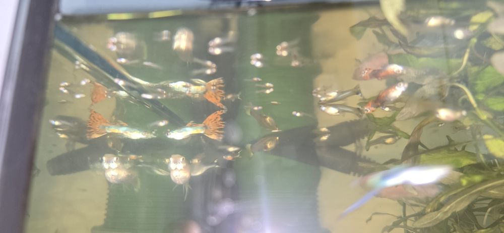 Vând Guppy ( pui si adulti) 2 lei