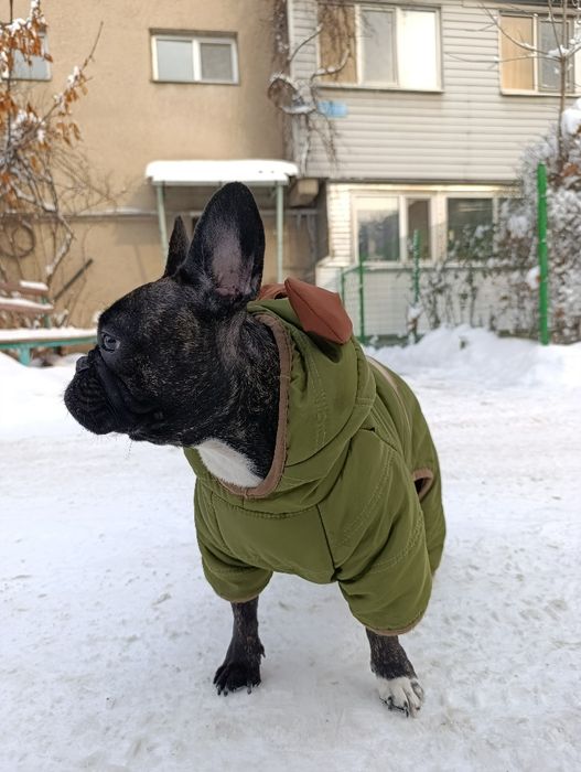 Шикарные щенки французский бульдог