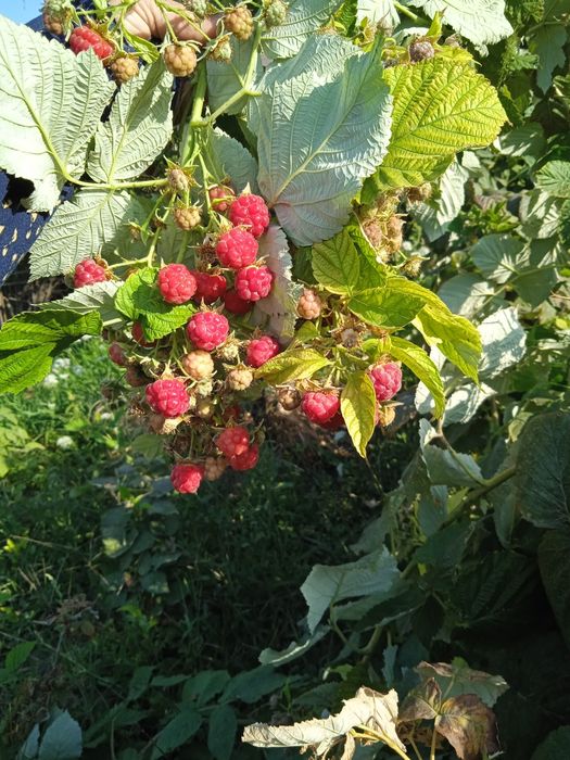 Саженцы малины по 100тг