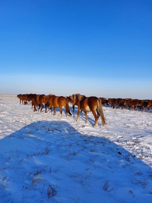 Продам жеребых кобыл 60 голов