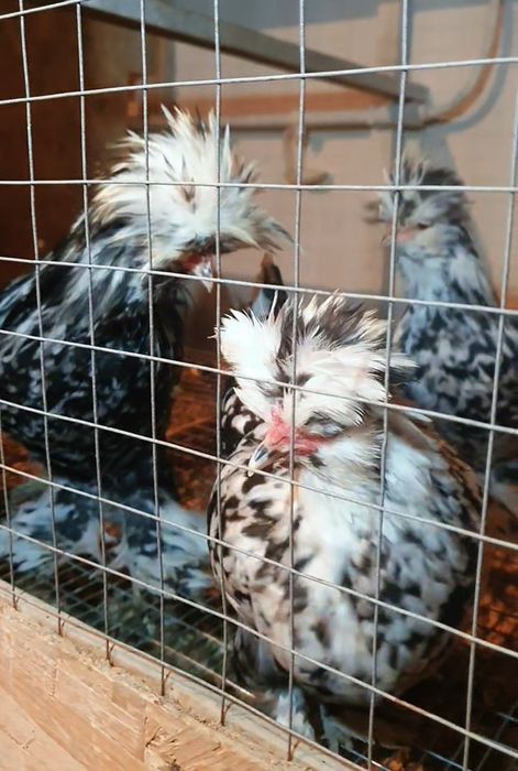 Султанка тауықтары