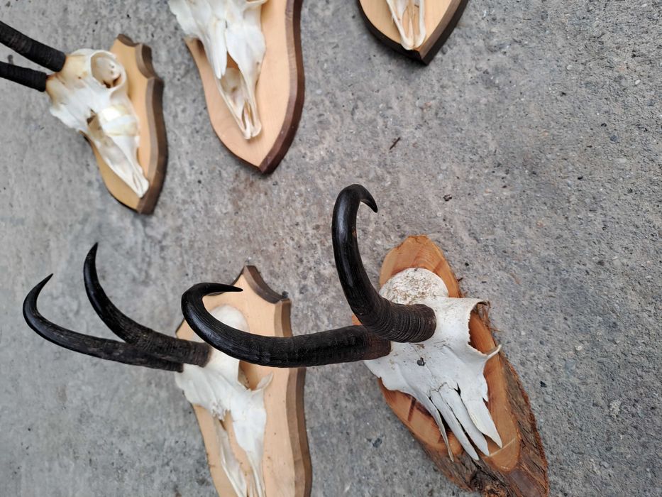 coarne capra neagra panoplie lemn
