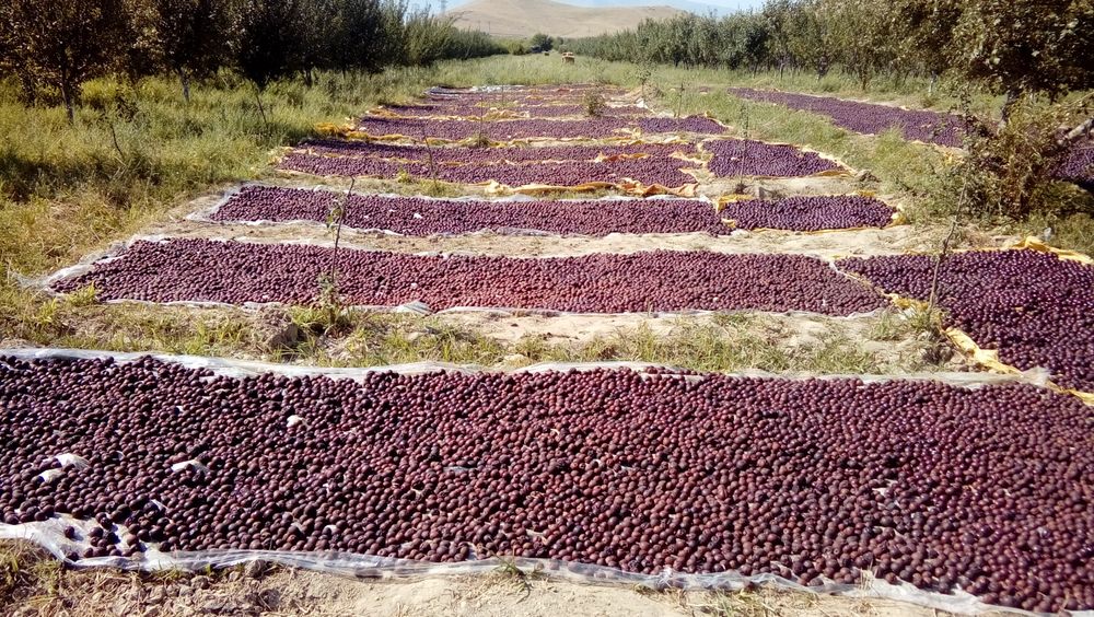 СЛИВА КОРОЛИ ОЛХУРИ Кучатлари бор сортига кафолат берамиз