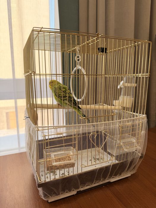 Продам попугая, самка