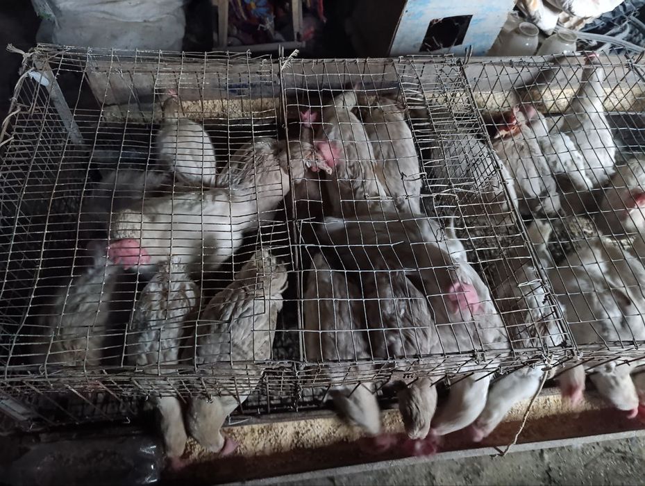 Tovuqlar sotiladi tuxumga kirgan yosh tovuqlar rosseski paroda