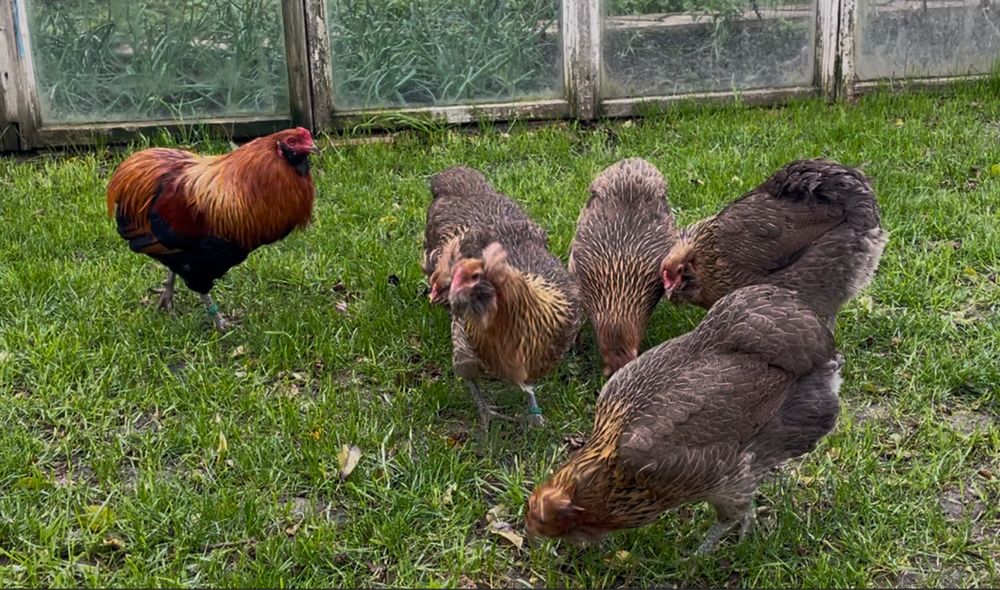 Oua Gaini Araucana -gat auriu ( oua verzi )