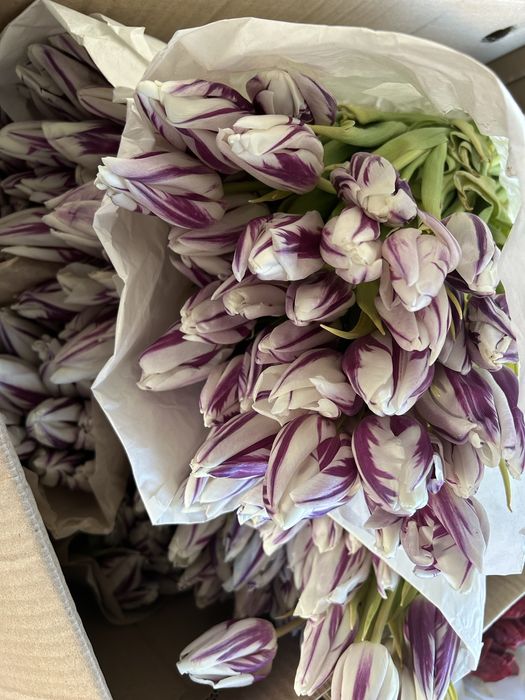 Тюлпаны 1000 тг ден бар