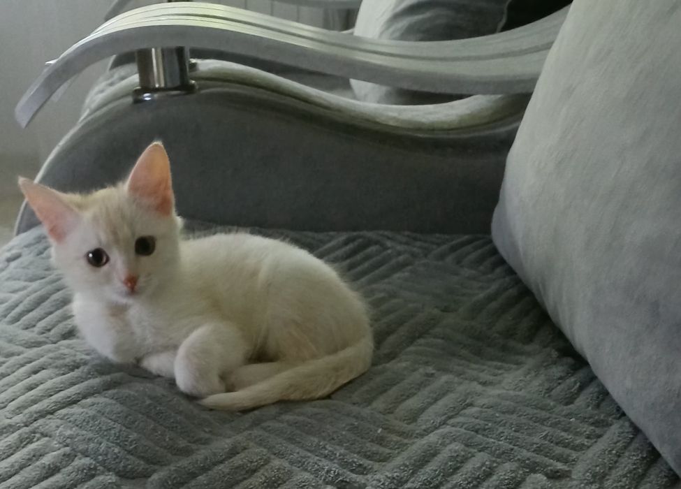 Отдам котёнка в добрые руки