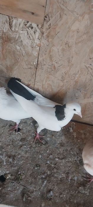 Бакинские Голуби