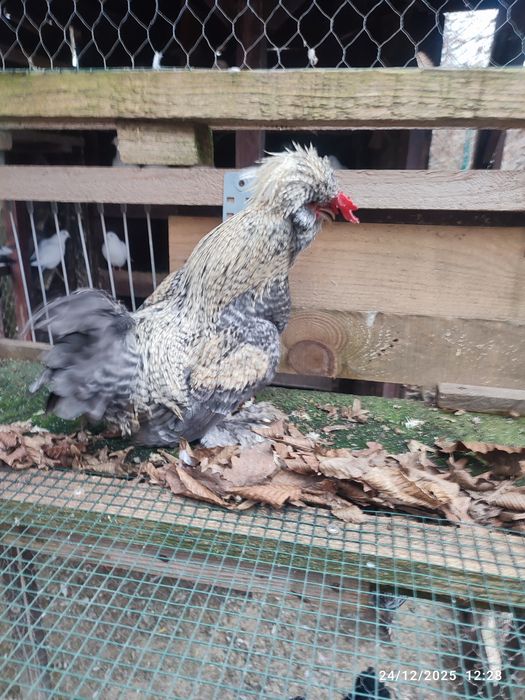 Vand Cocos struma bantman pitic