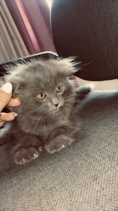 Scottish Fold шотланд вислоух