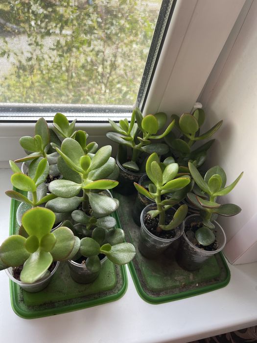 Продам денежное дерево, толстянка