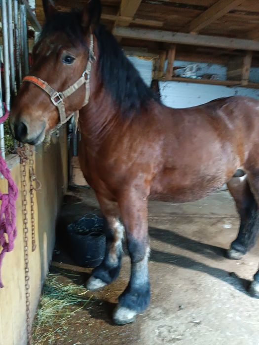 Vând mânz de 2 ani curat la picioare fara defecte tras sută la sută ma