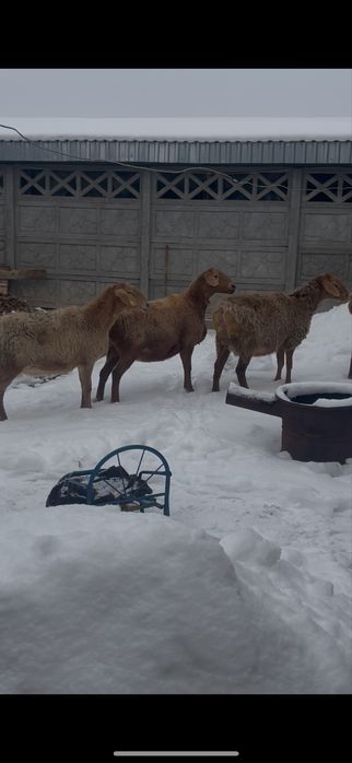 Арашан тусактар