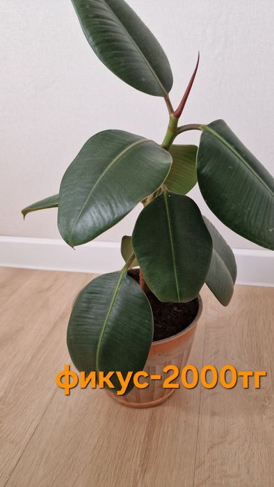 Продам домашние цветы от 1000