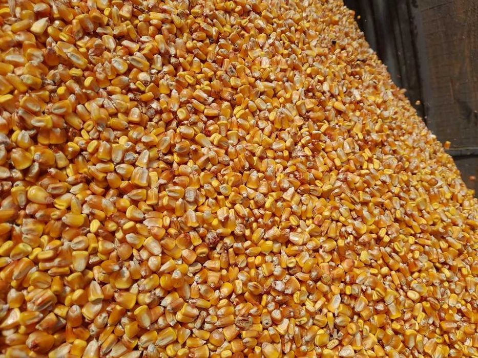 Tarata de grau, srot floarea-soarelui, porumb boabe, baloti fan