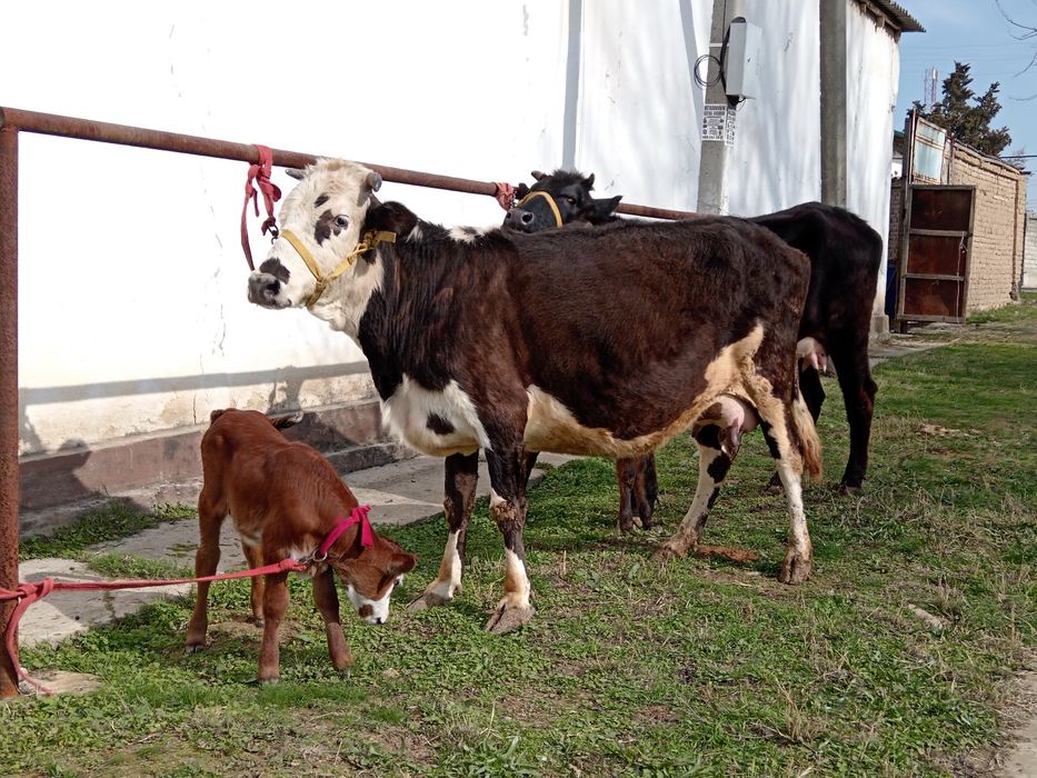 Ona bola bolasi buqa