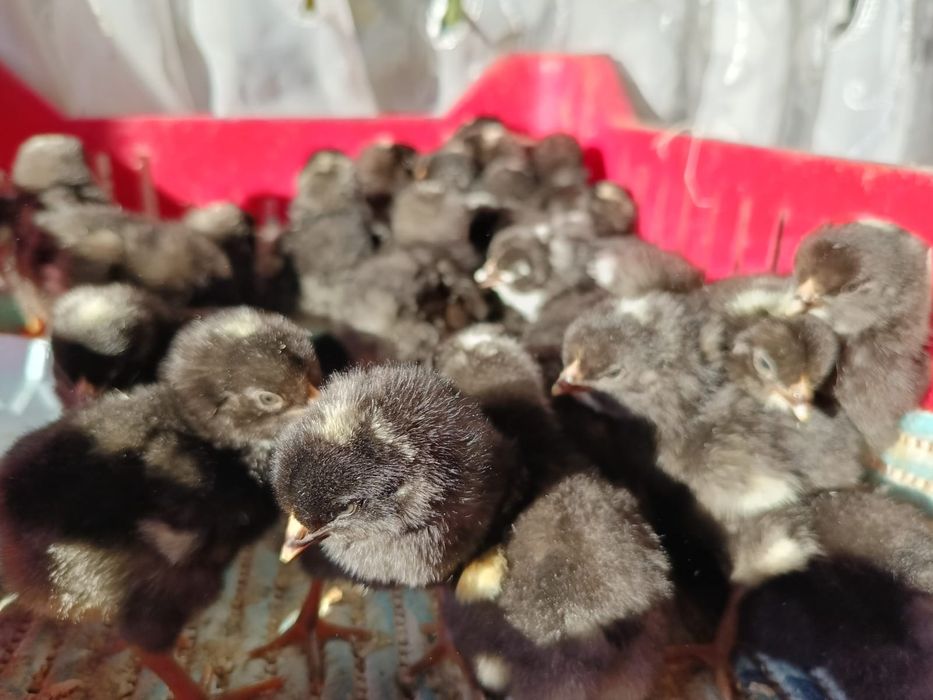 Pui Plymouth rock barat