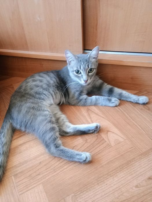 Отдам стерилизованную кошечку