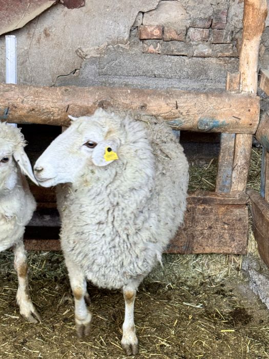 Продам жирную барануху