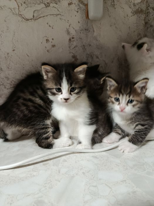 Продаются котята