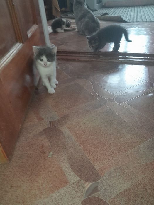 Маленькие котята шарики