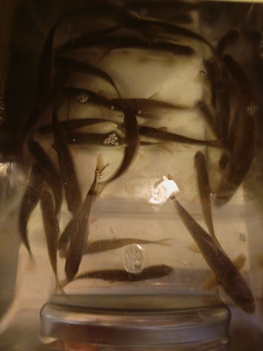 Живец для рыбалки