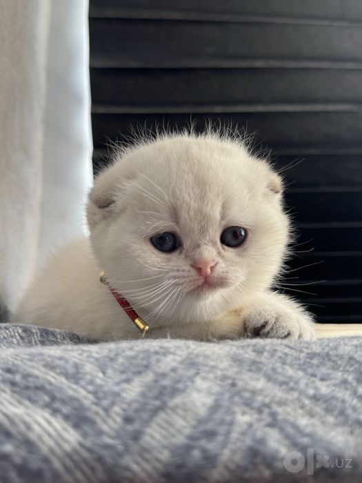 Котенок от правильной вязки серебренная шиншила британсккя