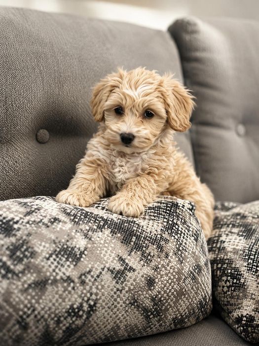 Maltipoo băiețel