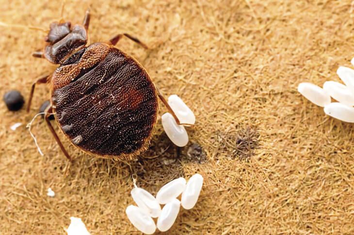 Уничтожение постельных клопов. 24/7