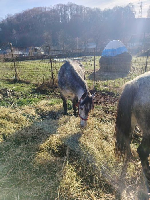 Vând iapa de șapte ani gestantă, detalii la telefon