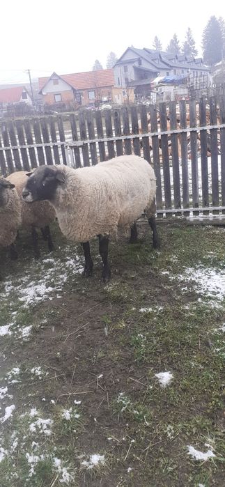 Vând berbeci suffolk