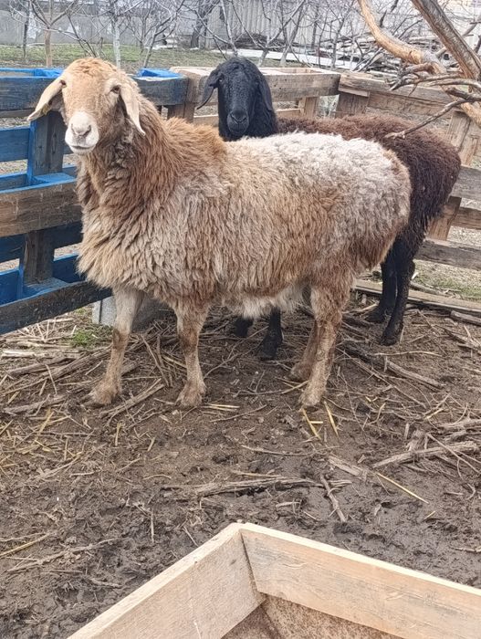 Матки гиссар арашан котные