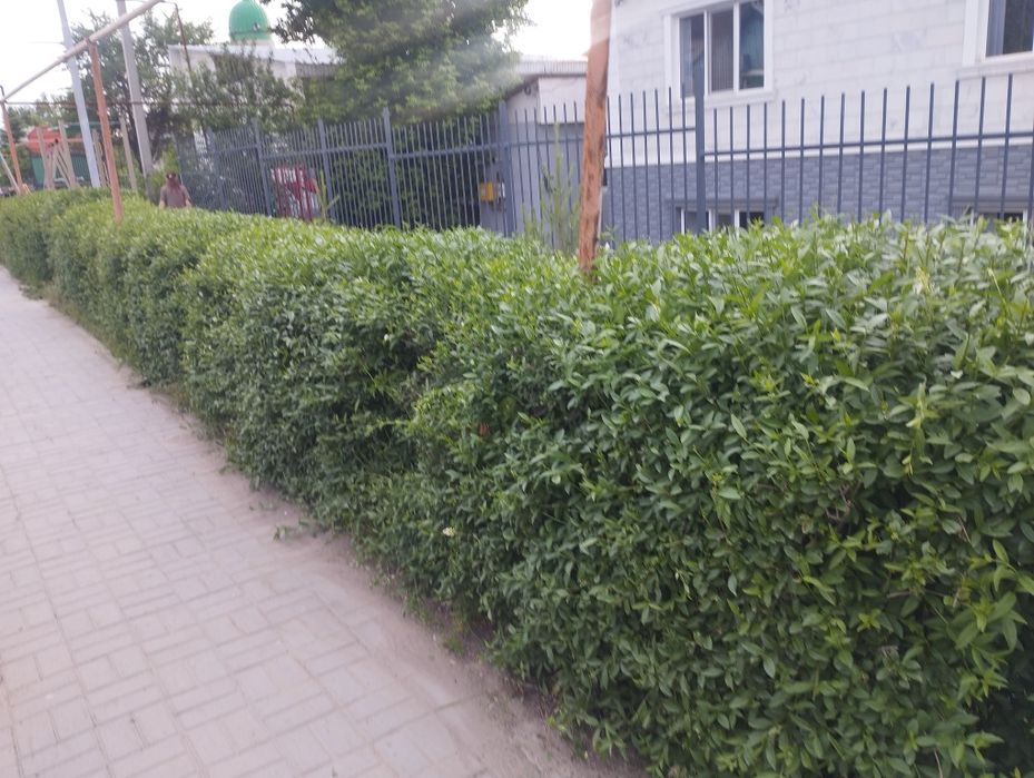 Обрезка живой изгороди