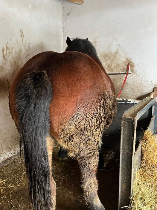 Vând mânză de un an jumate