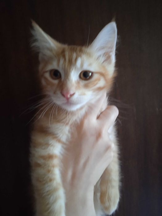 Рыжий котёнок, мальчик, 3 месяца.
