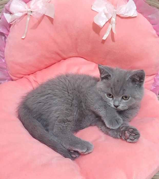 British shorthair