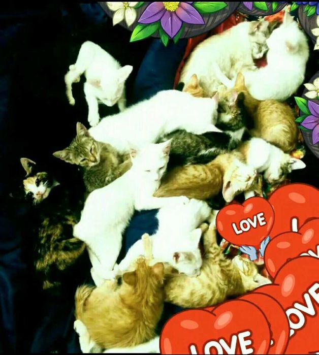 Милые котята на продаже.Город Термез, Сурхандарьинская область.