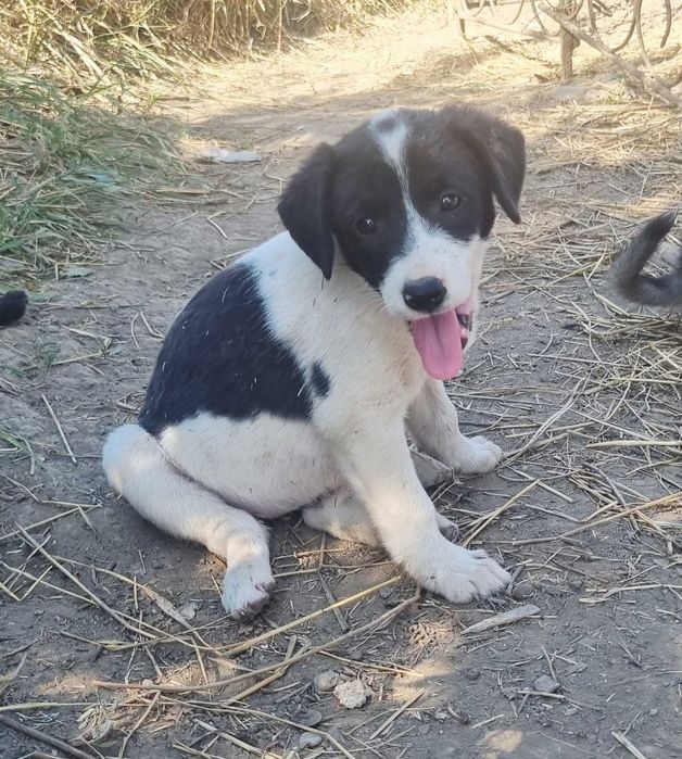 Puiuti - 2 luni - adoptie responsabila