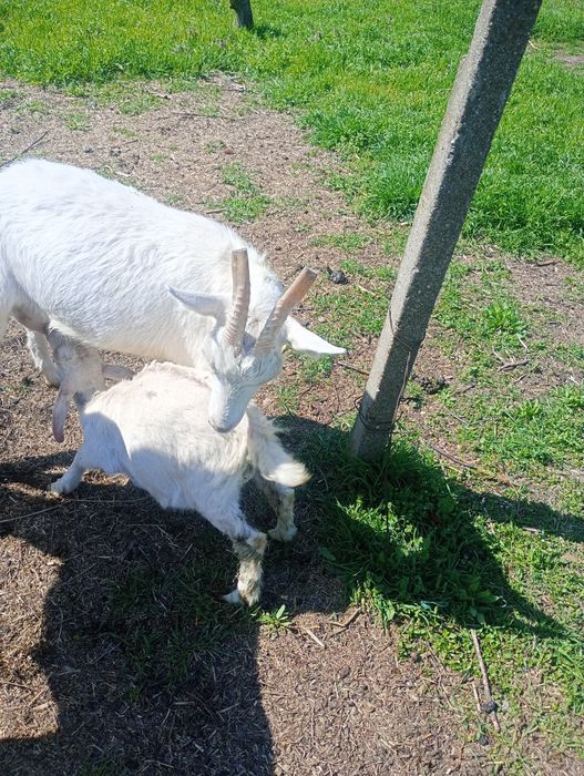 2 Capre cu lapte