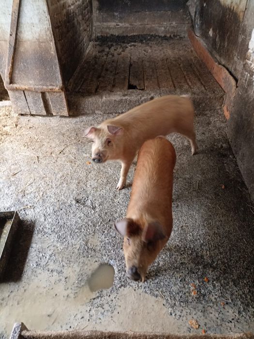 Поросята породистые