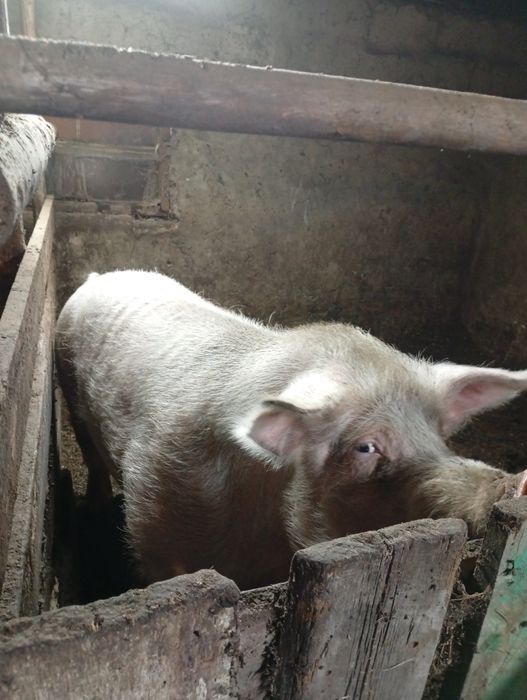 Продам кабана на племя .