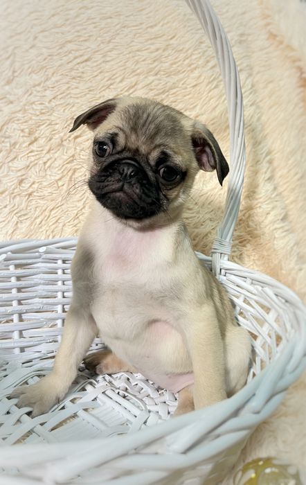 Продам Щенков мопса