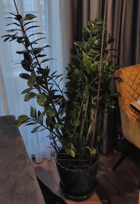 Замиокулкас (Zamioculcas loddigesii) дървото на желанията