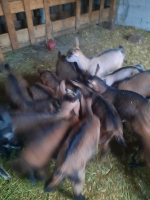 Iezi masculi rasă alpin francez