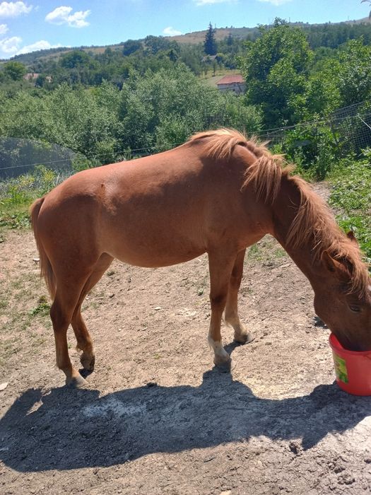 Vând mânză de 1 an